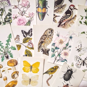 Vintage Book Pages- Natural History - 10 sheets - Original Scientific Illustrations