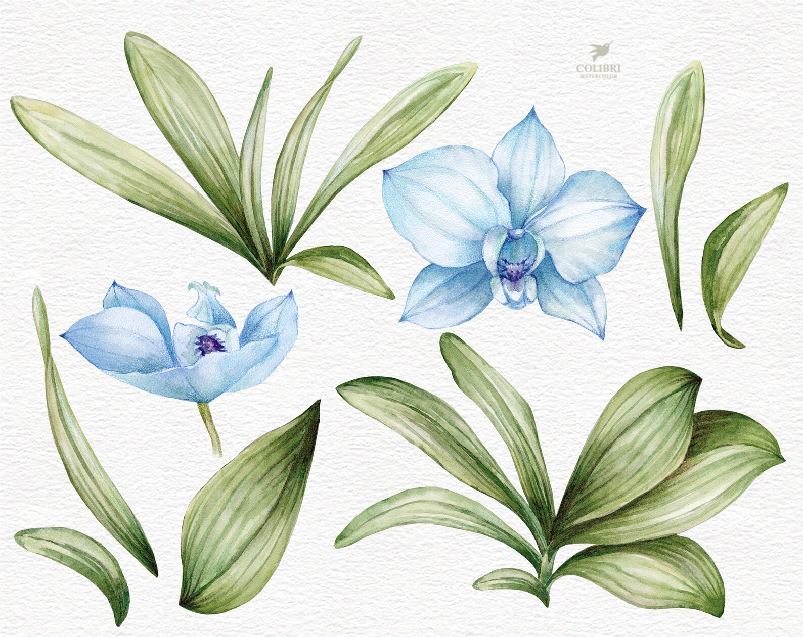 Aquarell blau Orchideen Blumen Clip Art. Handbemalte weiße | Etsy