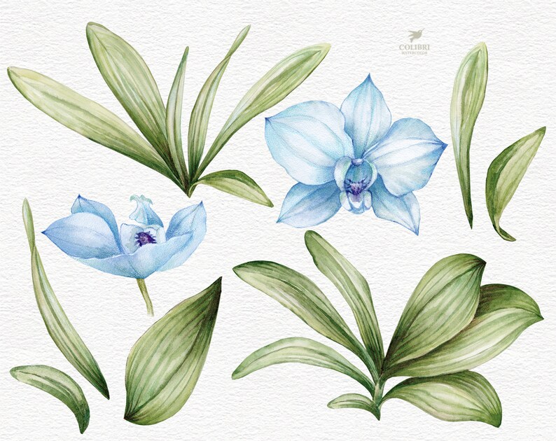 Aquarell blau Orchideen Blumen Clip Art. Handbemalte weiße | Etsy