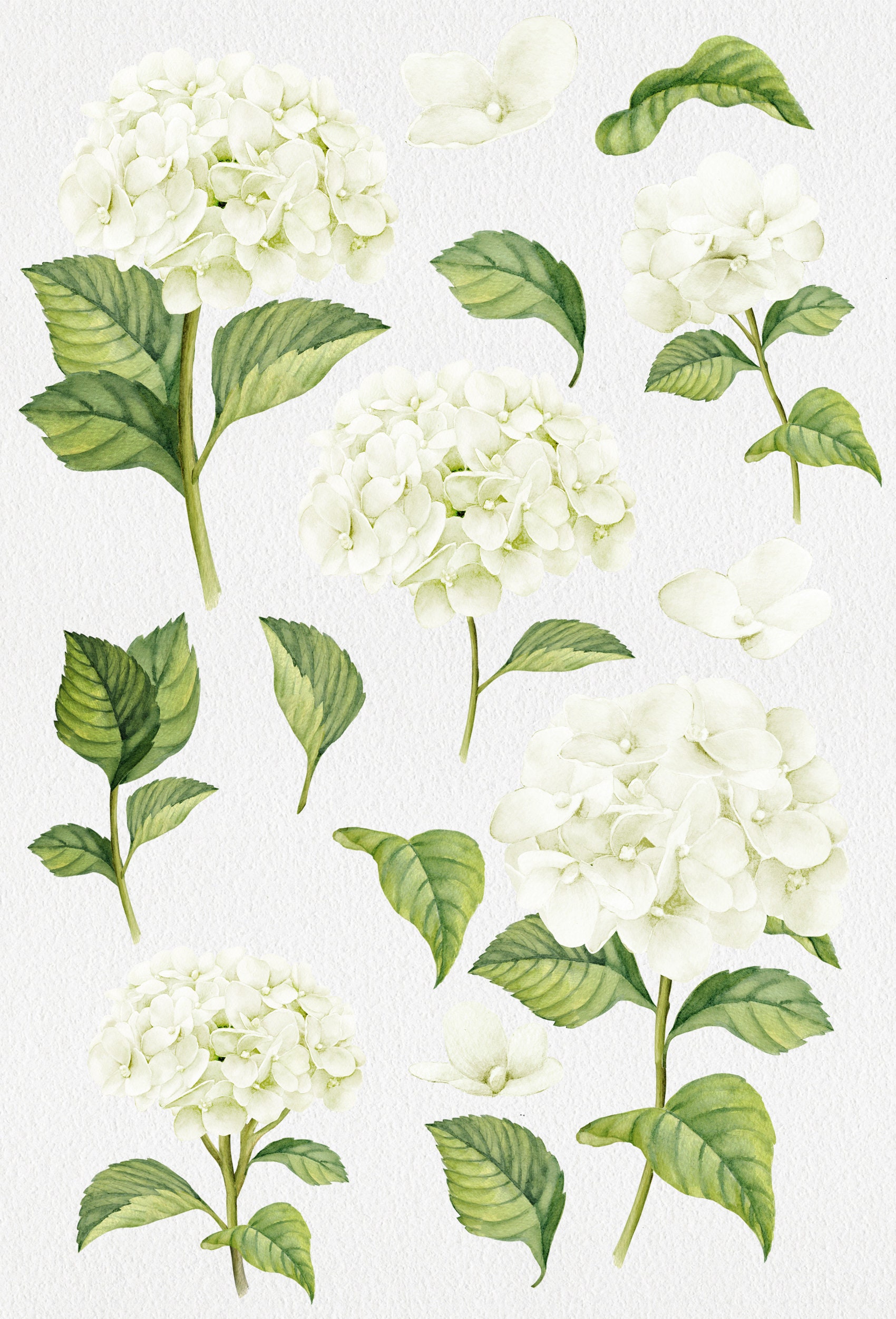 Floral Clip Art Watercolor flower illustrations of white | Etsy