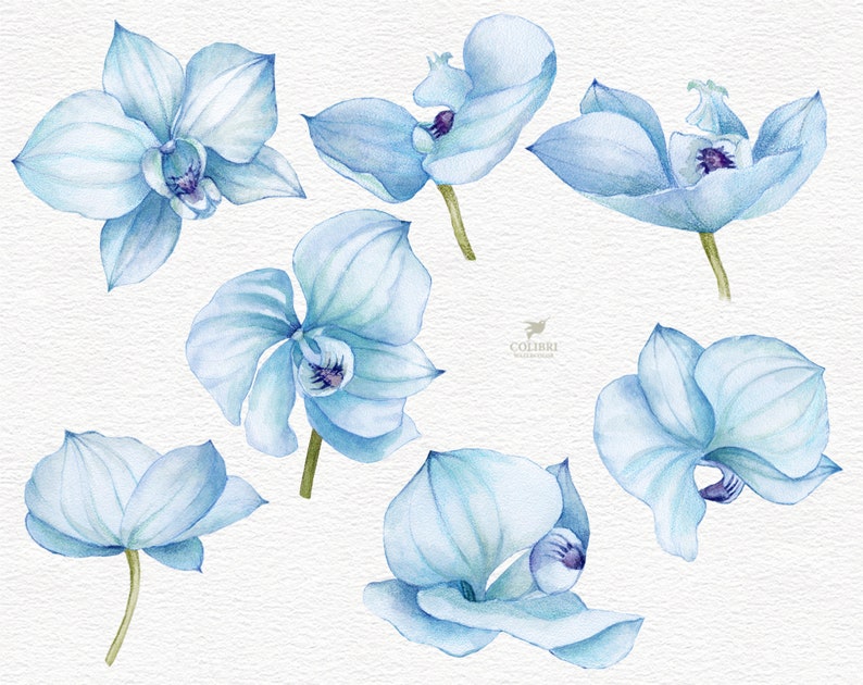 Aquarell blau Orchideen Blumen Clip Art. Handbemalte weiße | Etsy