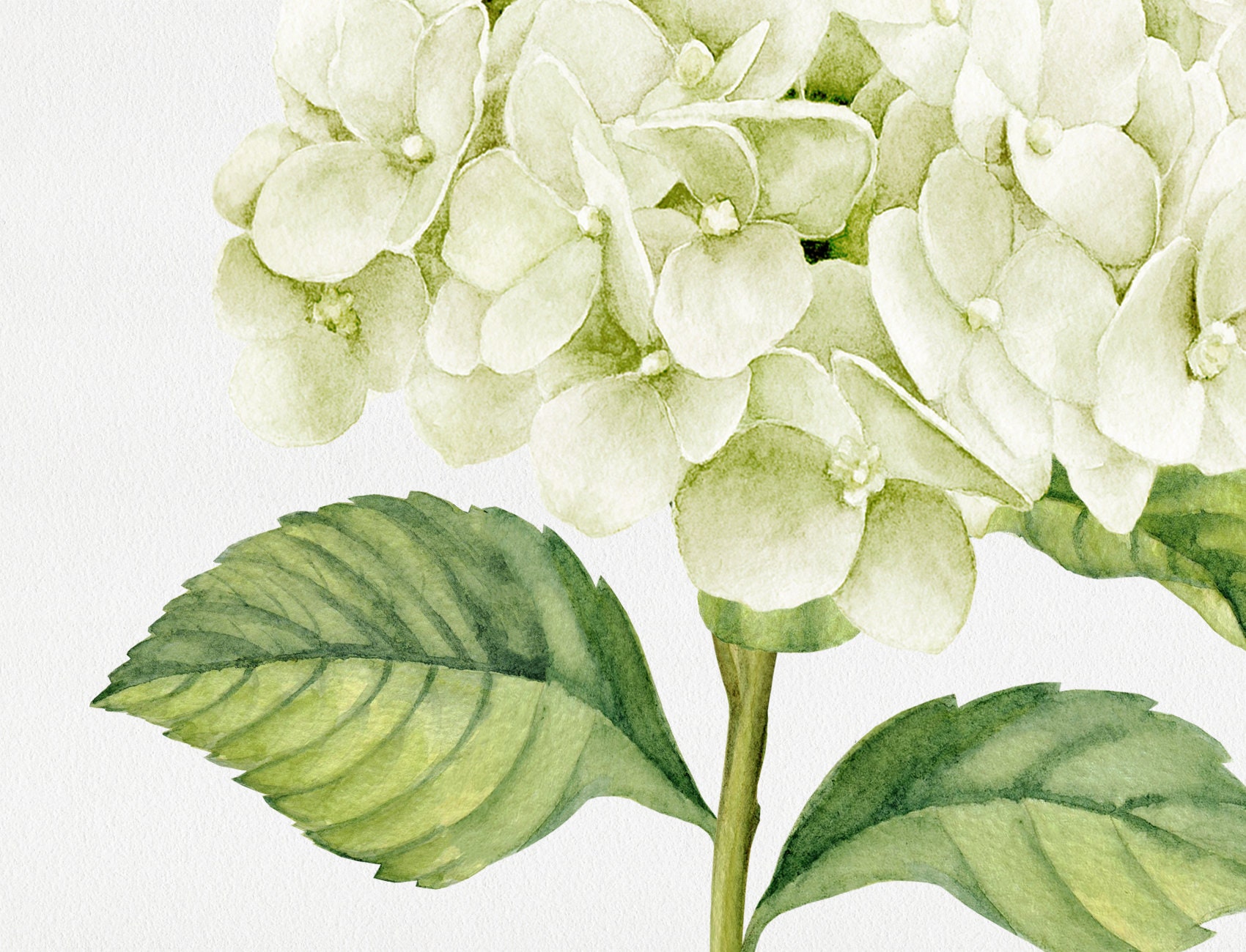 Floral Clip Art Watercolor flower illustrations of white | Etsy