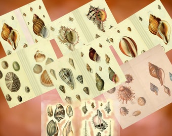 Shells Paper Pack Digital Download