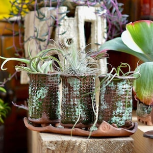 Könnte beinhalten: Drei kleine, grüne und braune Keramik-Töpfe mit Luftpflanzen. Die Töpfe sind auf einer Holzoberfläche angeordnet und durch eine braune Keramikbasis verbunden.
