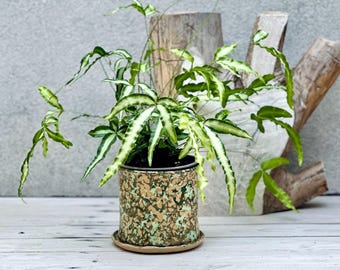 Camouflage Drain Planter with Saucer
