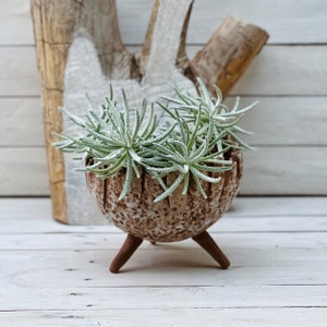 May include: A brown ceramic planter with three legs, holding a green succulent plant. The planter has a textured surface and is sitting on a white wooden surface.
