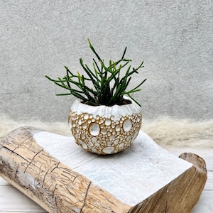 Peut inclure: Un petit pot en céramique blanc avec un motif texturé en forme de bulles de couleur brun clair. Le pot est rempli d'une plante succulente verte.