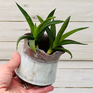 Wavy Rim Ceramic Succulent Planter with Drainage