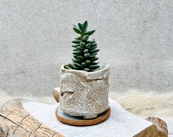 Moon Rock Plant Pot