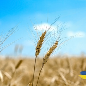 Ore pela Ucrânia - Cartão postal digital: imagem de campo de trigo azul e amarelo, download instantâneo (JPG)