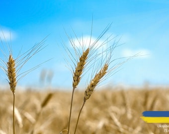 Pray For Ukraine - Digital Postcard: Blue and Yellow Wheat Field Image, Instant Download (JPG)