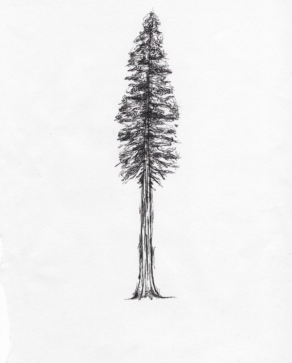 Redwood Tree Print - Etsy