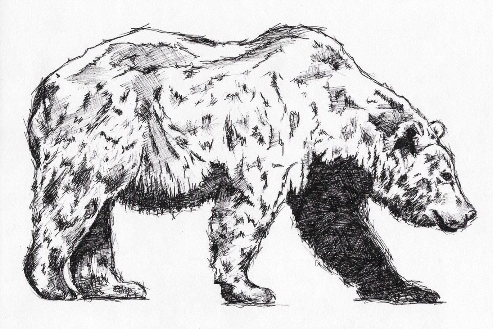 Sketched Grizzly Bear PRINT | Etsy