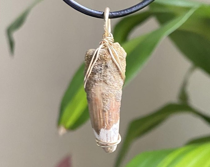 Genuine Spinosaurus Tooth Wire Pendant- Silver/Steel/Copper/Bronze/14K Gold 14K Rose Gold/ Black Niobium - Real Fossil Spino teeth dinosaur