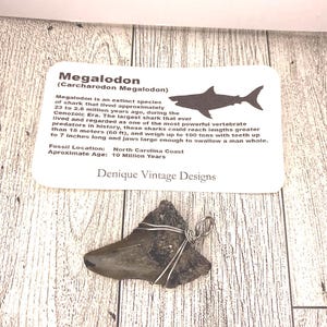 Real Megalodon Fossilized Tooth Wire Pendant Necklace- Silver/Steel/Copper/Bronze/14K Gold 14K Rose Gold/ Black Niobium - Real Fossil Shark