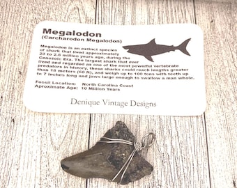 リル メガロドン サメの歯ペンダントネックレス - 2インチ