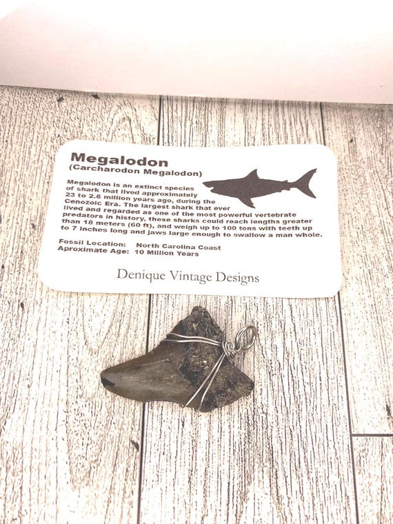 Real Megalodon Fossilized Tooth Wire Pendant Necklace- Silver/Steel/Copper/Bronze/14K Gold 14K Rose Gold/ Black Niobium - Real Fossil Shark