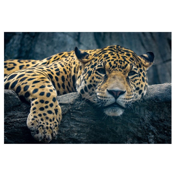 Peaceful Jaguar From the Stone Zoo, Stoneham Massachusetts 