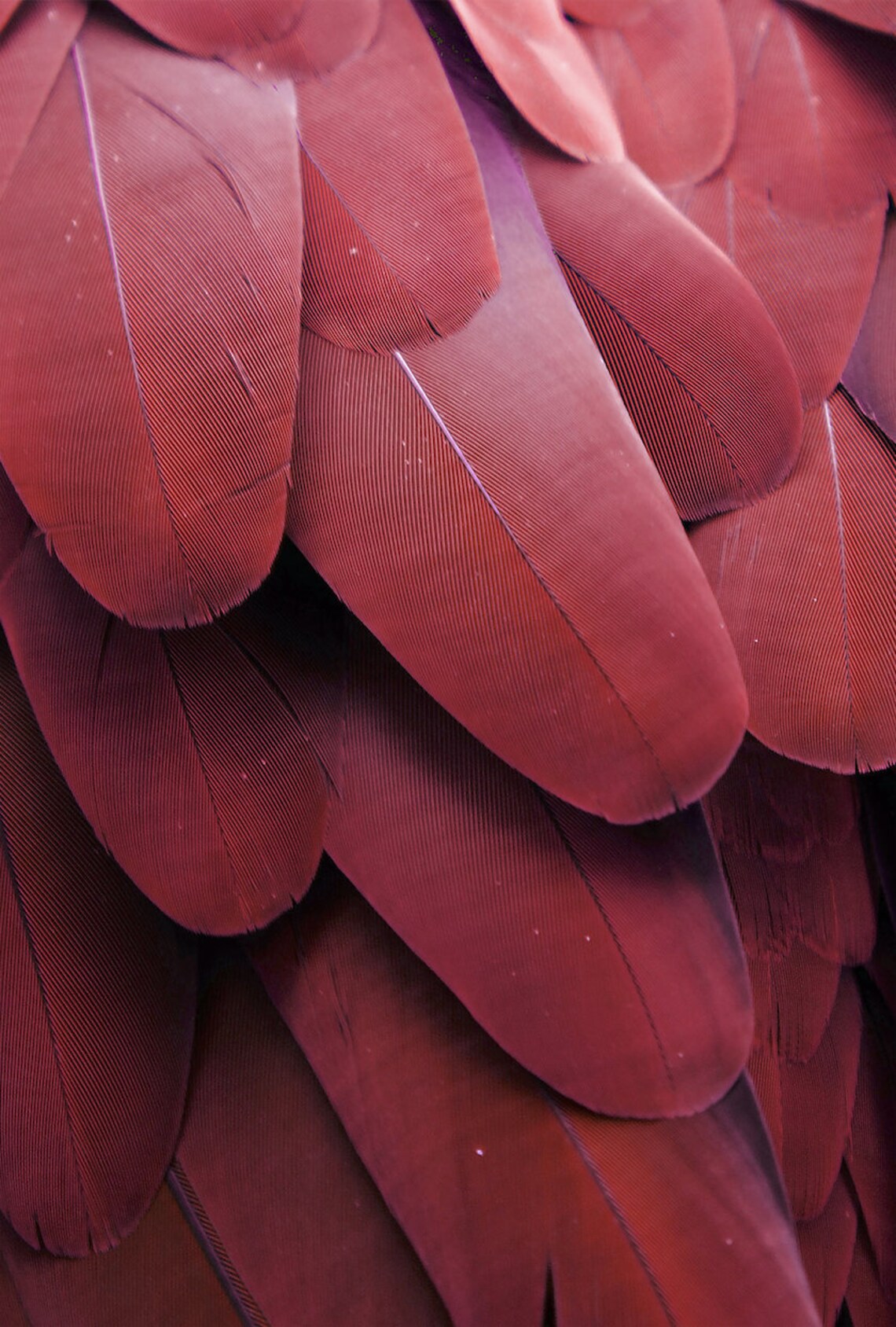 Wallpaper feathers red 3 widths available see description | Etsy