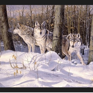 May include: Three grey wolves stand in a snowy forest. The wolves are looking at the viewer. The forest is covered in snow and there are bare trees in the background.