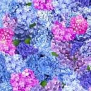 May include: A close-up view of a vibrant collection of hydrangeas in full bloom. The image showcases a mix of colors, including shades of blue, purple, and pink. The flowers are densely packed, creating a textured and visually rich display. Green leaves are interspersed.
