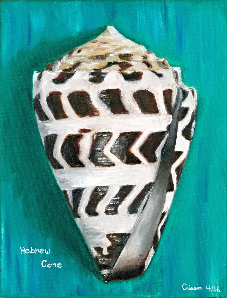 Hebrew Cone Shell Oil Painting canvas Print Etsy