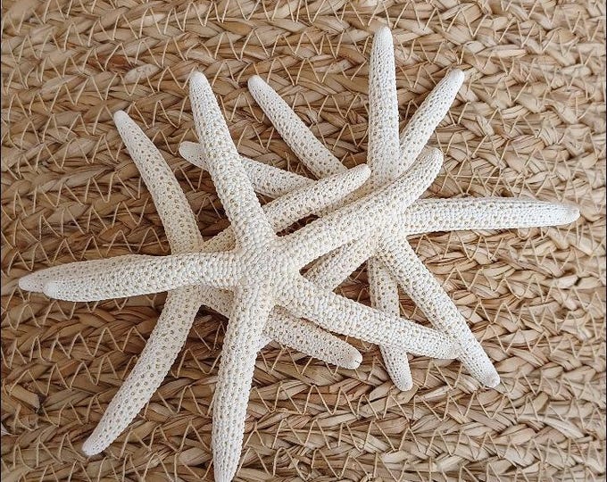 Featured listing image: White Finger Starfish 3-5" | 3 Pieces