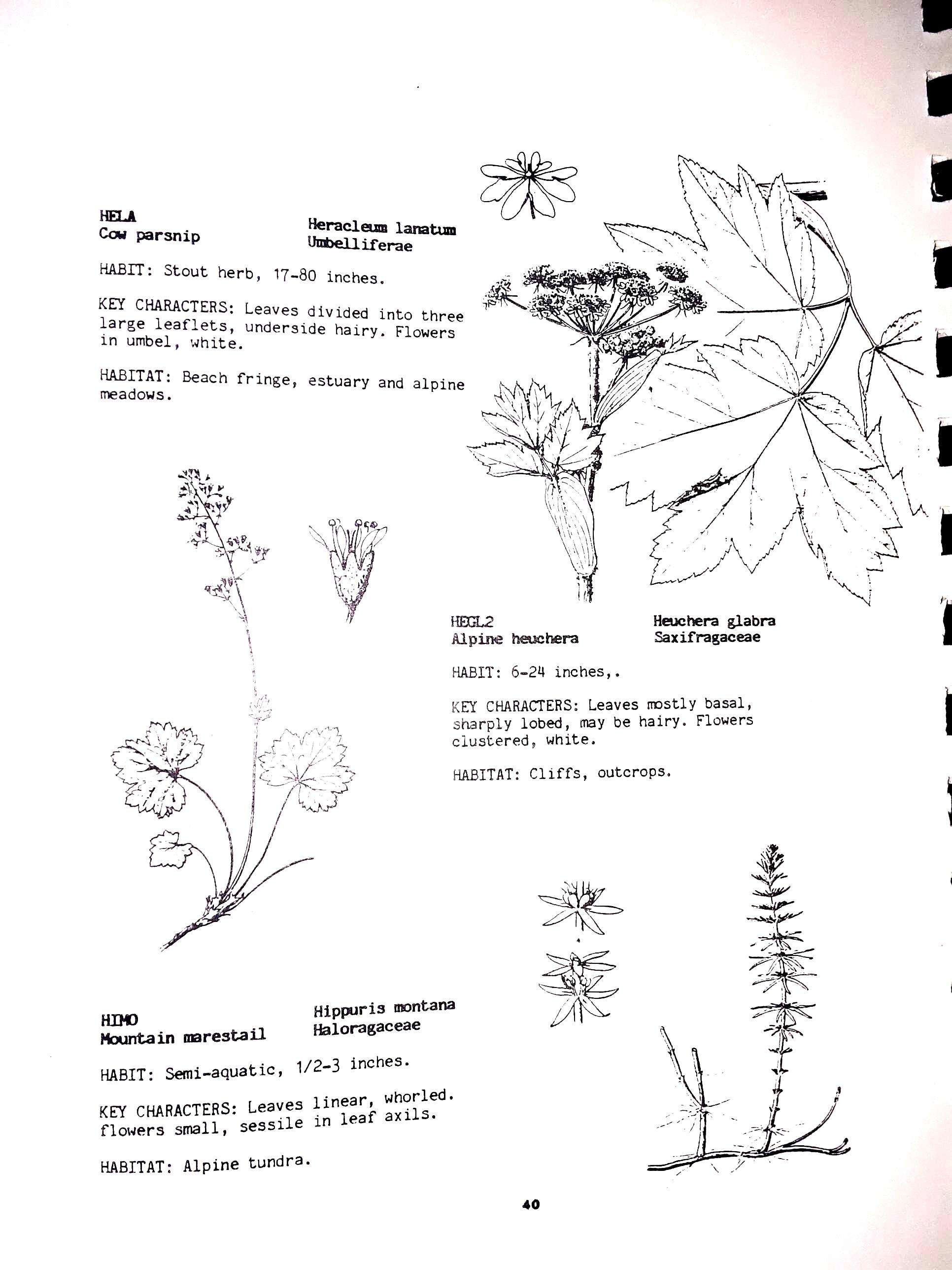 Tongass National Forest Plant Identification Guide - Alaska 1987