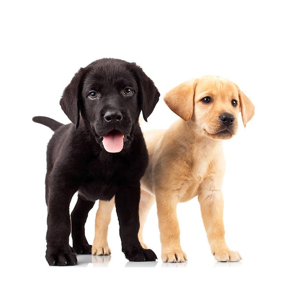 Buy Puppies Wall Decal Puppy Golden Retriver Labrador Wall Art