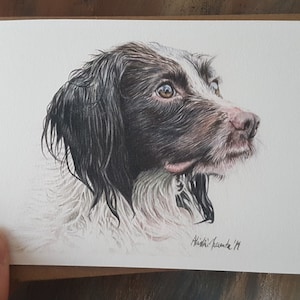 Paquete de 4 tarjetas de felicitación con estampado de acuarela de Springer Spaniel, serie Dog Lover's, en blanco para su mensaje.