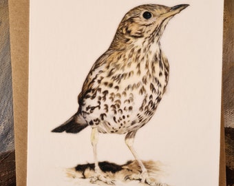 Lot de 4 cartes de vœux à imprimé aquarelle Song Thrush, pour les amoureux des oiseaux, vierges pour votre message.