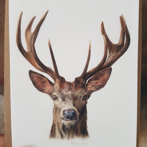 Confezione da 4 biglietti di auguri con stampa ad acquerello Ten Point Buck, carta della fauna selvatica, vuoto per il tuo messaggio.