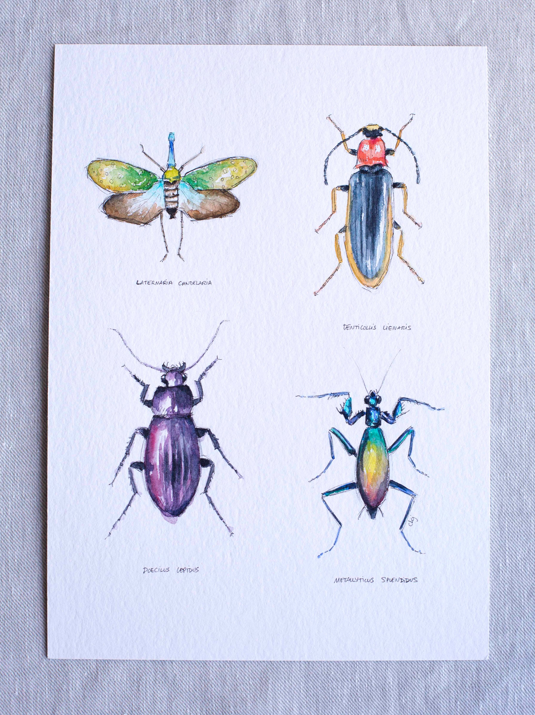Watercolor Original Watercolor Insect Aquarelle Originale Insecte ...