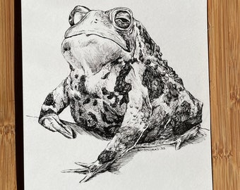 Toad Drawing, 5.5"x7" original art, pen drawing frog, reptile, pet wildlife animal art great gift biology artwork for home or office