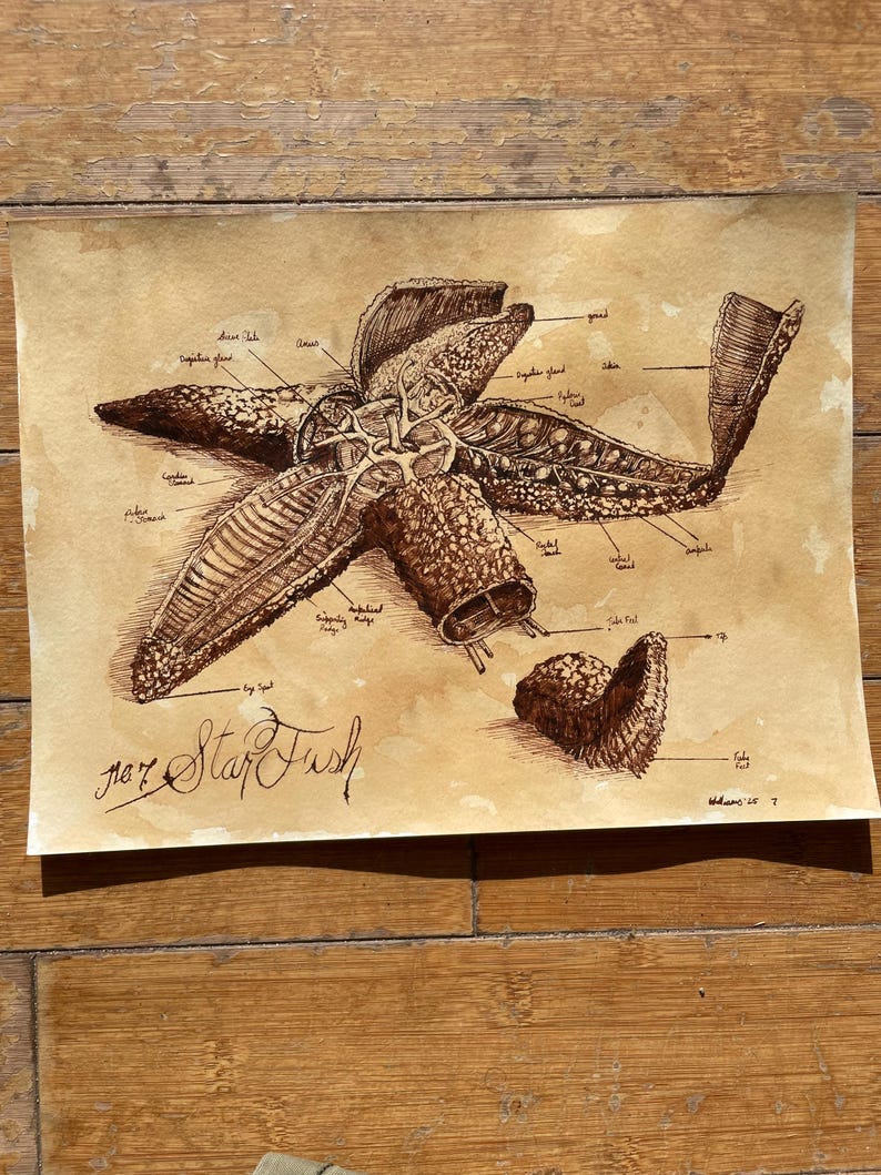 Starfish Anatomy Diagram Original Ink Drawing 9