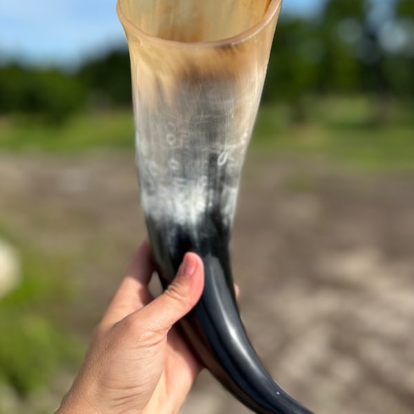 Polished Cow Horn