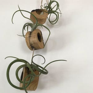 Hanging Live Edge Air Fern Holder (3)