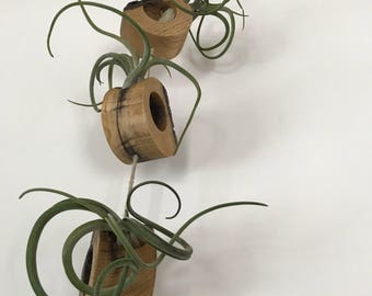 Hanging Live Edge Air Fern Holder (3)