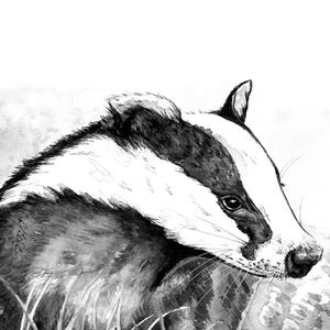 Monochrome Badger Art Print from my watercolour painting. Black and white british wildlife wall art gift.