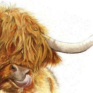Puede incluir: Una pintura de acuarela de una vaca Highland con un largo pelaje hirsuto de color marr&oacute;n dorado. La lengua de la vaca est&aacute; fuera y su cuerno es visible.
