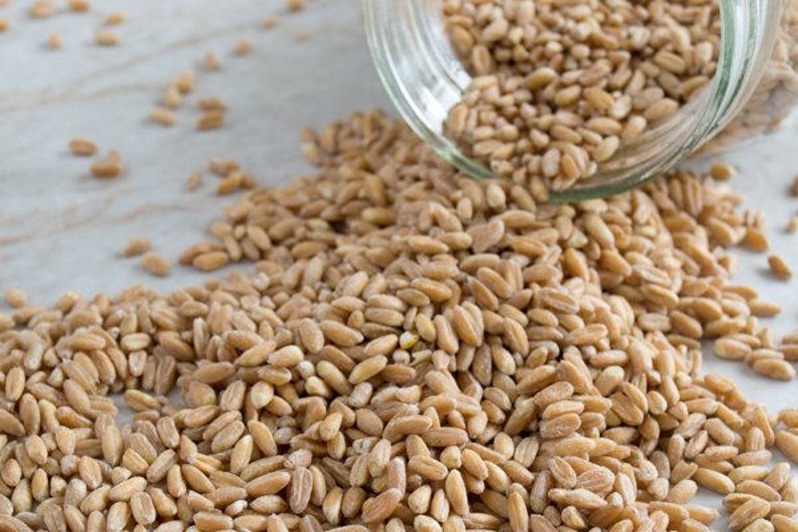 EMMER FARRO Wheat ORGANIC 50500 Seeds for Gardening Sprouting Etsy