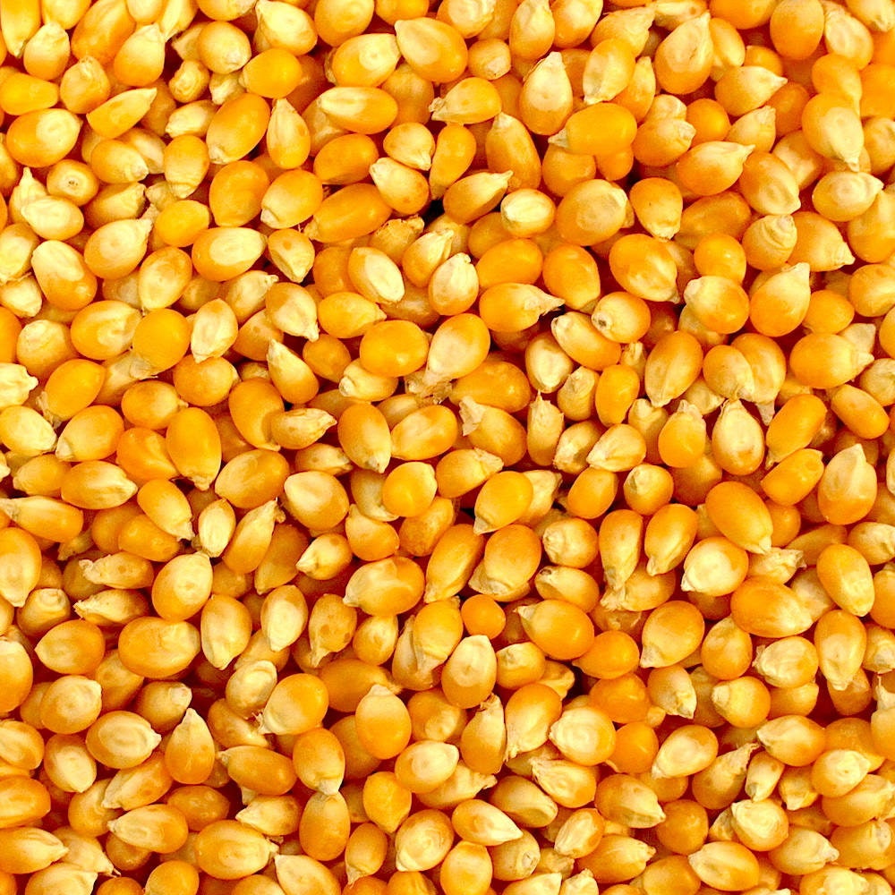 Yellow Corn SEED 50500 Kernels Seeds for Gardening Etsy