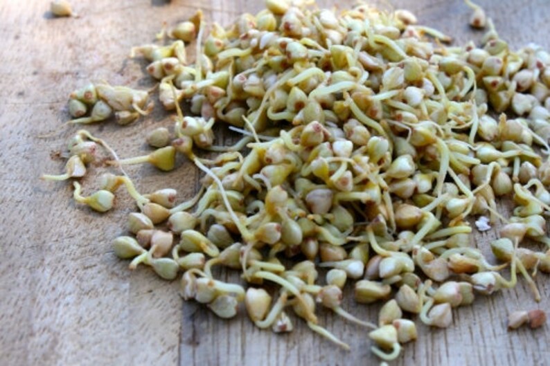 BUCKWHEAT SEED 50500 Seeds for Gardening Sprouting Etsy