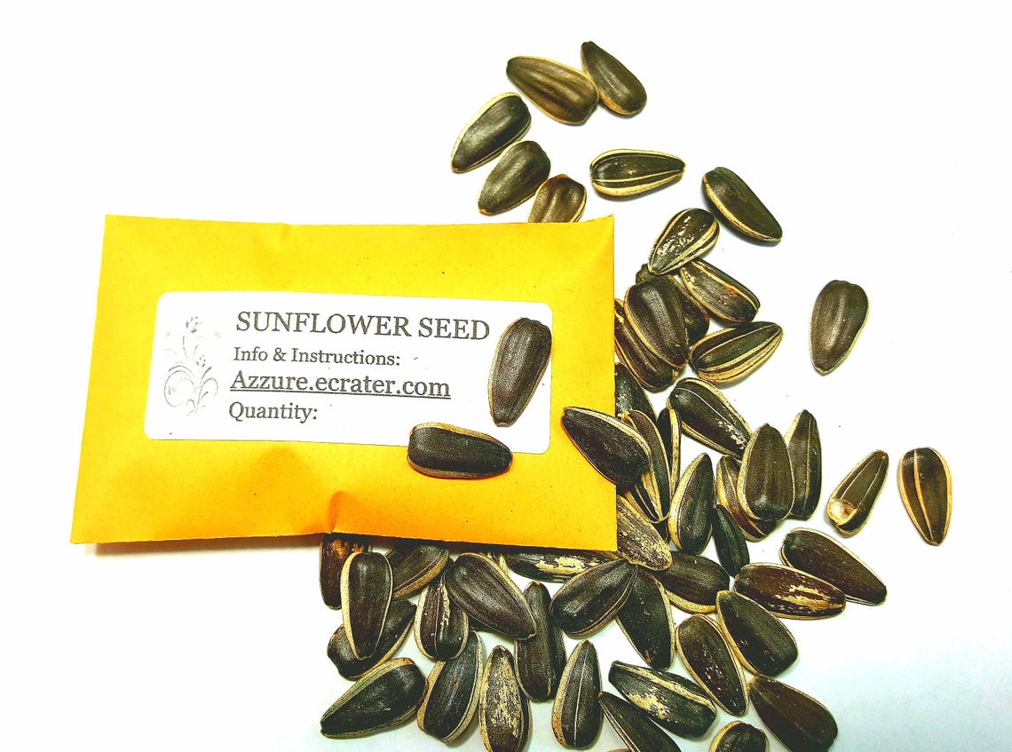 SUNFLOWER SEED 50500 stripped Seeds for Gardening Sprouting Etsy