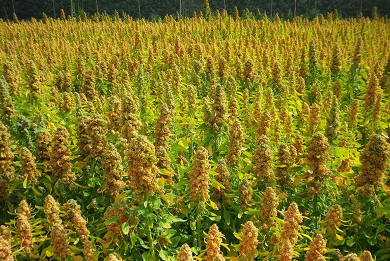 ORGANIC QUINOA SEED 501200 Seeds for Gardening Sprouting Etsy