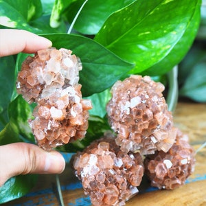 Peut inclure: Gros plan sur plusieurs amas de cristaux d'aragonite. Les cristaux sont un mélange d'orange et de blanc, avec une surface rugueuse et texturée. Les cristaux sont tenus près de plantes vertes feuillues, avec une surface en bois en arrière-plan.