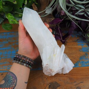 May include: A large, white quartz crystal cluster with a prominent central point and smaller crystal formations. The crystal is held against a backdrop of green and purple plants, with a rustic wooden surface.