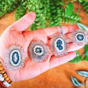 May include: Four amethyst geode slices with a central blue and white pattern are displayed in an open hand. The geodes have a spiky, crystalline edge. The background features green foliage and a wooden surface.