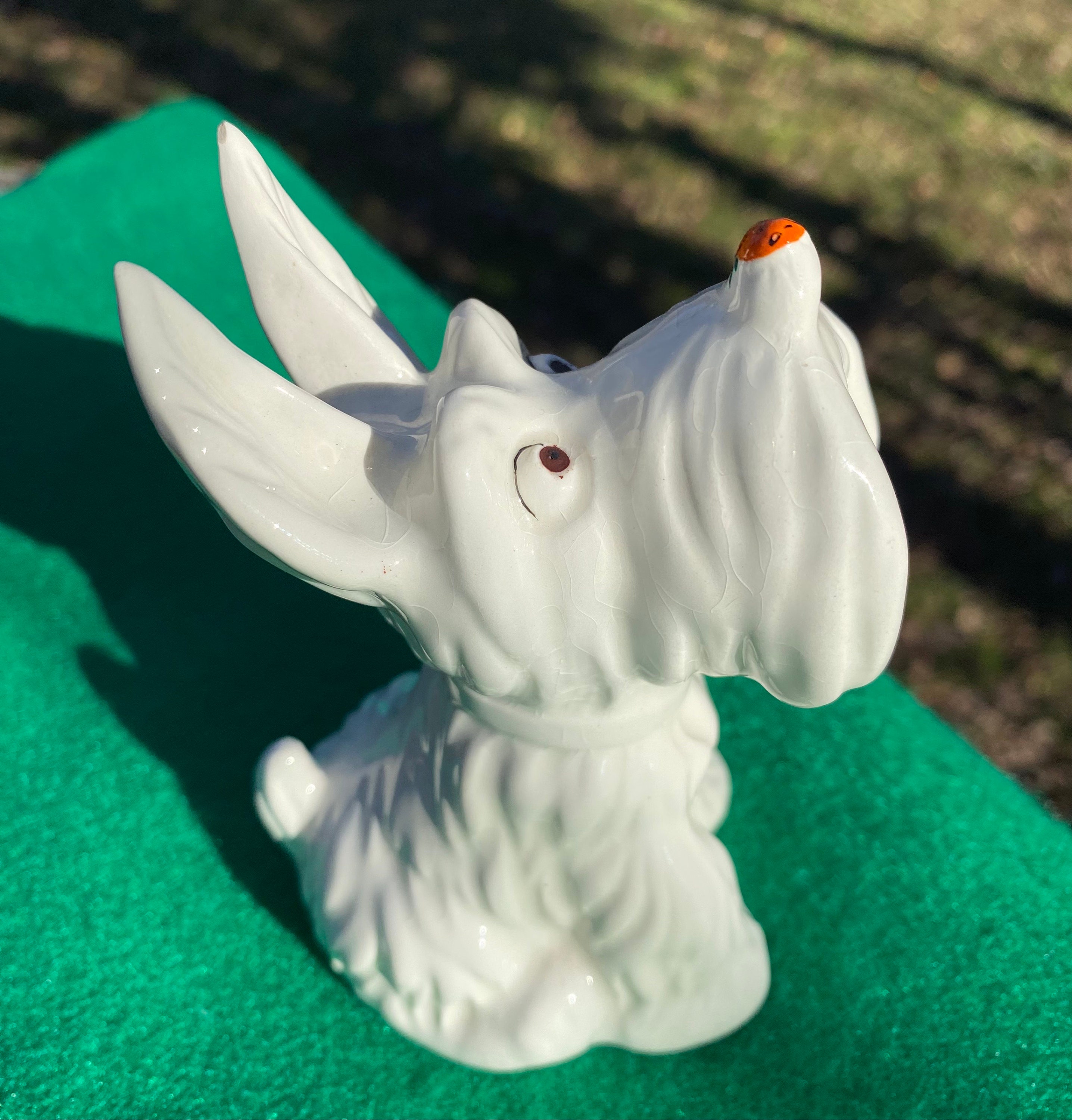 White Scottie Westie Dog With Ladybug Ladybird on His Nose