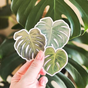 MONSTERA LEAF STICKERS • waterproof sticker, plant aesthetic stickers, plant sticker, monstera stickers, water bottles stickers